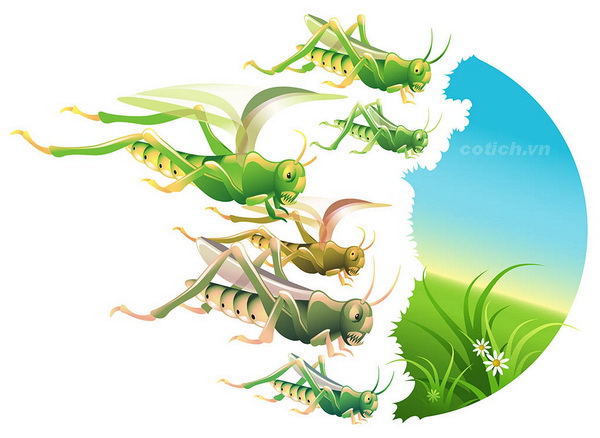 Sự tích con cào cào - Truyện cổ tích cổ tích về loài vật cho bé