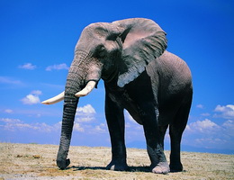 Truyện ngụ ngôn thầy bói xem voi và những bài học ý nghĩa trong cuộc sống