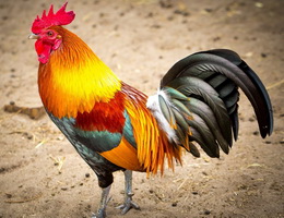Gà mượn mào vịt