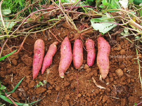 Sự tích cây khoai lang - Truyện cổ tích về cậu bé nghèo hiếu thảo